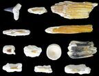 Miocene, Bone Valley Fossil Lot - Florida #137352-2
